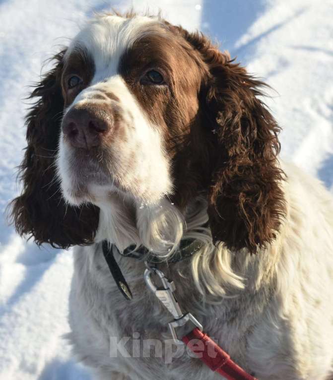 Собаки в Котельнике: Спрингер-спаниель Гранд в добрые руки Мальчик, Бесплатно - фото 2