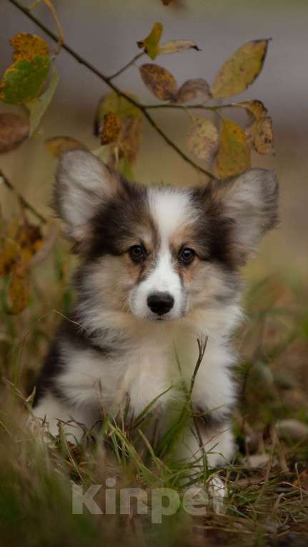 Собаки в Санкт-Петербурге: Флаффи триколорного окраса Мальчик, 50 000 руб. - фото 1