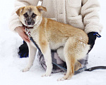 Собаки в Балашихе: Небольшая ручная ласковая собачка 1 г. из приюта Девочка, Бесплатно - фото 2