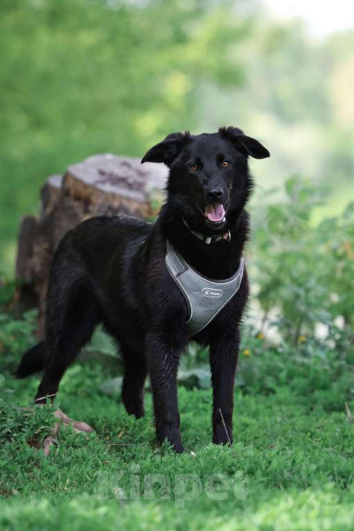 Собаки в Москве: Малыш Майли замерзает в приюте Мальчик, Бесплатно - фото 9