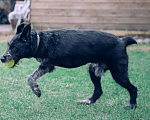 Собаки в Москве: Компанейский  Дратхаар -трехлапик в добрые руки Мальчик, Бесплатно - фото 3