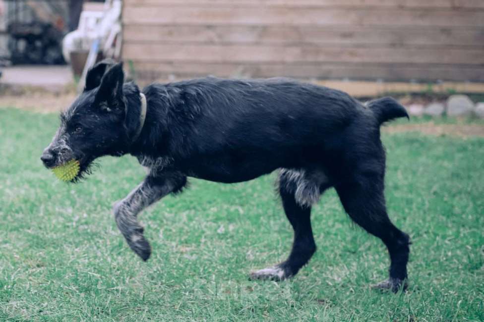 Собаки в Москве: Компанейский  Дратхаар -трехлапик в добрые руки Мальчик, Бесплатно - фото 3
