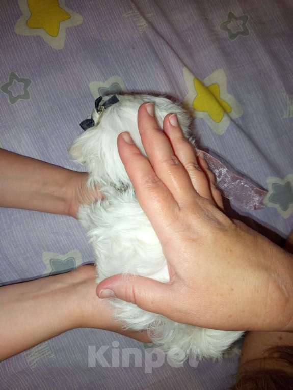 Собаки в Липецке: Мальтезе  Мальчик, 40 000 руб. - фото 2