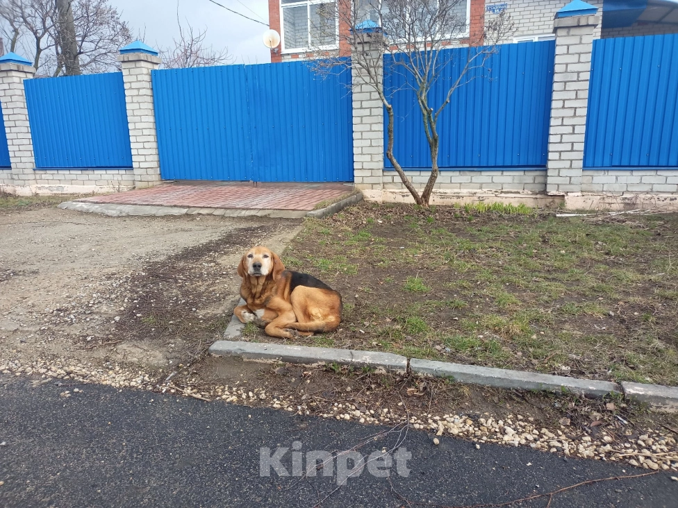 Собаки в Липецке: Найден кобель охотничьей породы  Мальчик, Бесплатно - фото 3