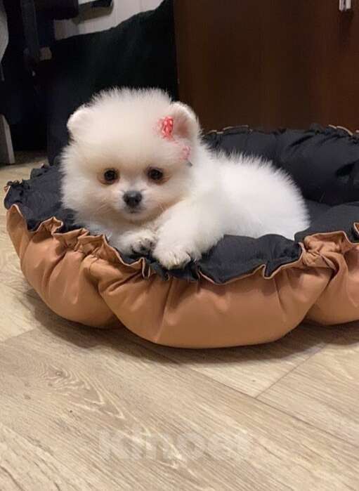 Собаки в Москве: Милые девочки Девочка, 65 000 руб. - фото 4