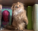 Кошки в Москве: Мальчик Scottish highland fold Мальчик, 18 000 руб. - фото 5