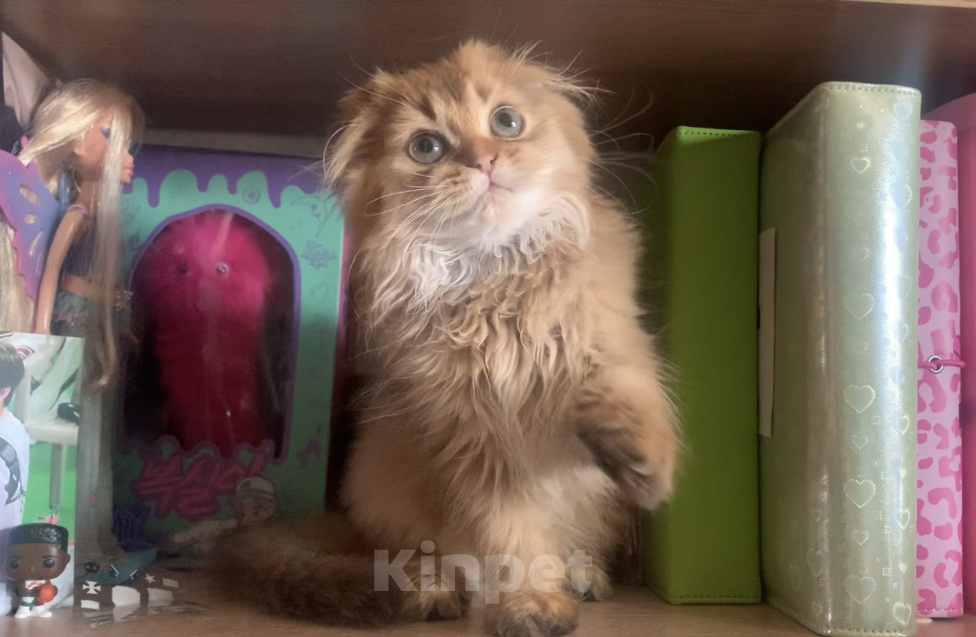 Кошки в Москве: Мальчик Scottish highland fold Мальчик, 18 000 руб. - фото 5