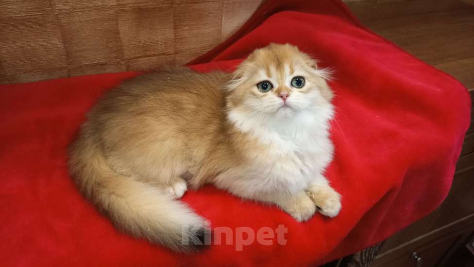 Кошки в Москве: Вислоухая куколка Девочка, 20 000 руб. - фото 1