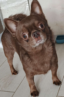 Чихуахуа взрослый