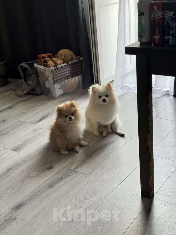 Собаки в Владивостоке: Шпиц немецкий Девочка, 40 000 руб. - фото 7