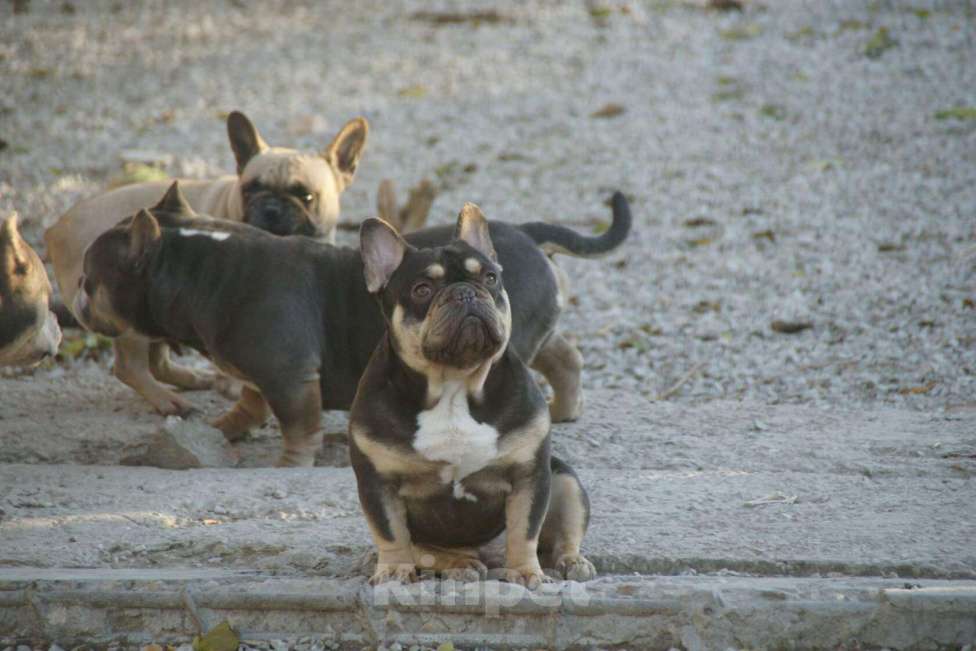 Собаки в Саратове: ШокоТоки Мальчик, 30 000 руб. - фото 3