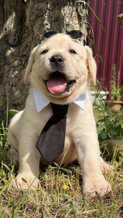 Собаки в Черногорске: Подрощенный мальчик Лабрадора Мальчик, 60 000 руб. - фото 4