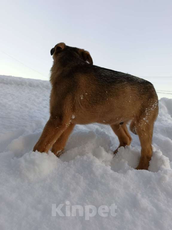 Собаки в других городах Ленинградской области: Трехцветный язык Мальчик, Бесплатно - фото 2