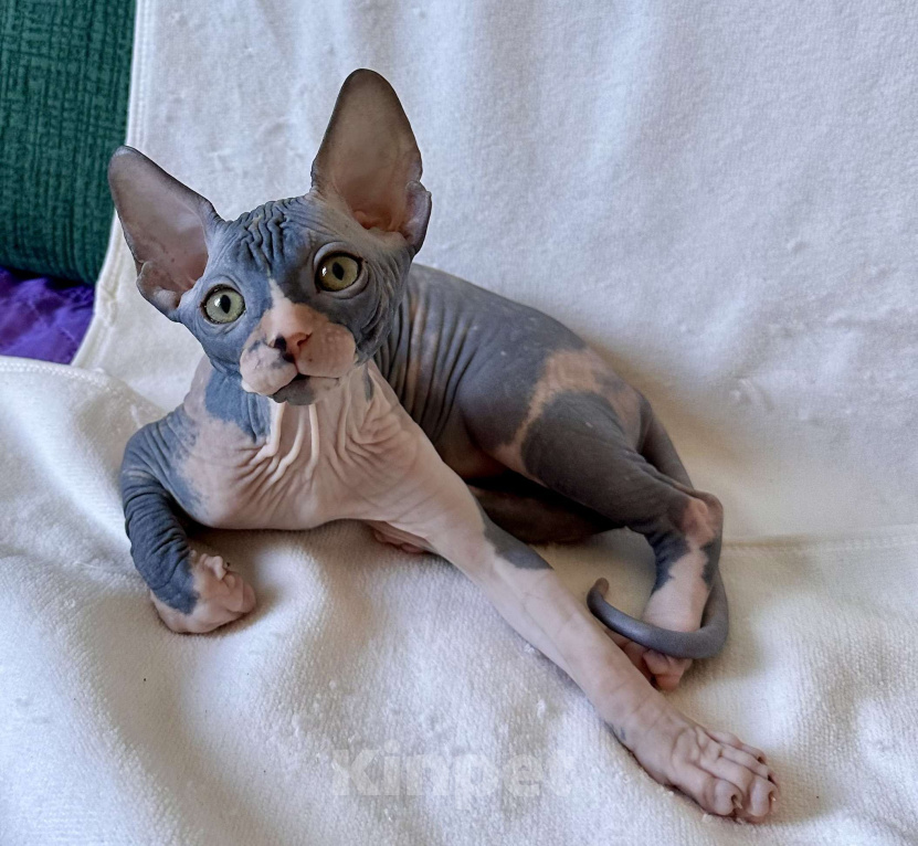 Кошки в Москве: Девочка канадского сфинкса  Девочка, 45 000 руб. - фото 9