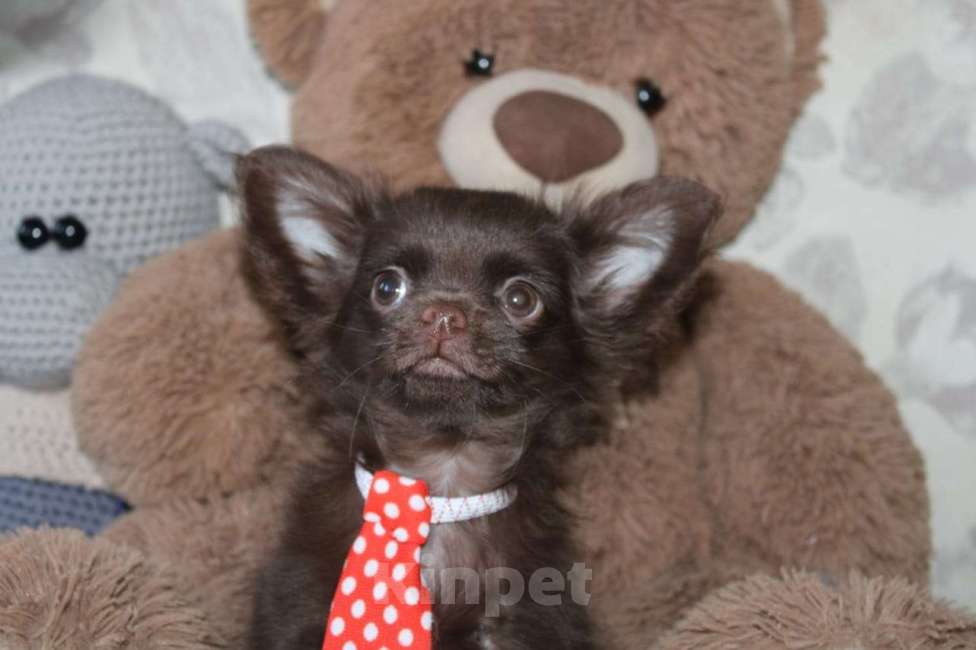 Собаки в Москве: Чихуахуа шоколадный парень Мальчик, 15 000 руб. - фото 1