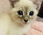 Кошки в Ливны: Тайские котята сил тебби поинт, 12 000 руб. - фото 1