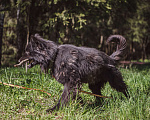 Собаки в Клине: Овчарка Грей Мальчик, Бесплатно - фото 2
