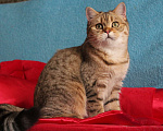 Кошки в Клине: Подрощенный котик Мальчик, 1 руб. - фото 3