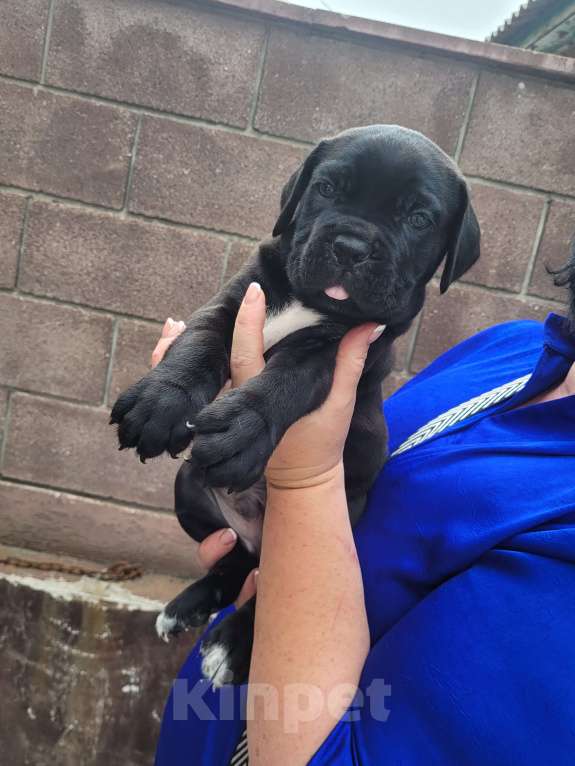 Собаки в Симферополе: B oжидании свoегo любящeго хозяина 🥰 Мальчик, 65 000 руб. - фото 7