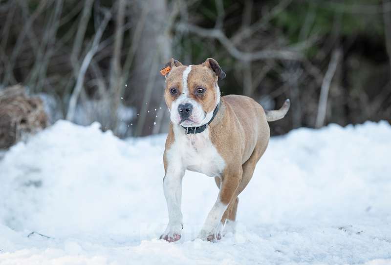 Собаки в Москве: Питбуль Персис в добрые руки Мальчик, Бесплатно - фото 3