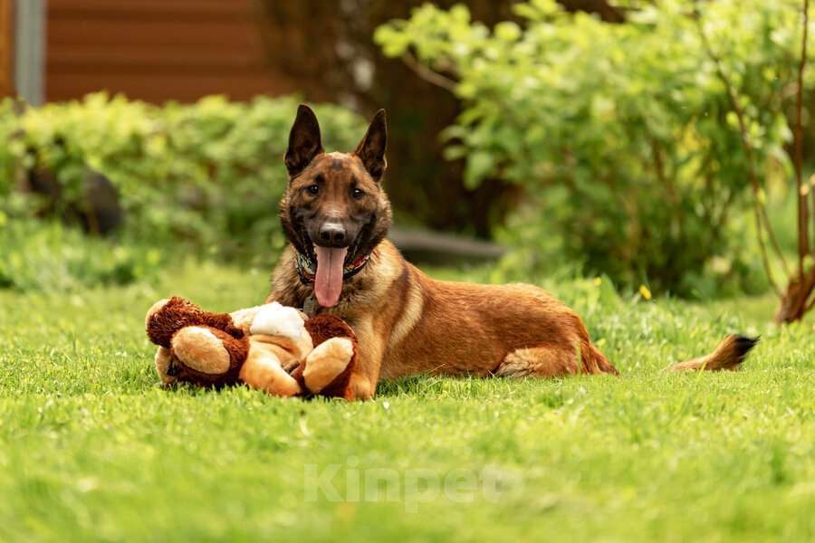 Собаки в Москве: Красавчик Анзор ищет дом. Мальчик, Бесплатно - фото 2
