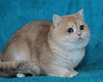 Кошки в Москве: Золотая шиншилла Мальчик, 35 000 руб. - фото 3