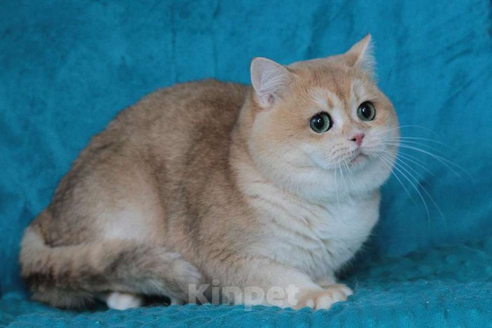 Кошки в Москве: Золотая шиншилла Мальчик, 35 000 руб. - фото 3