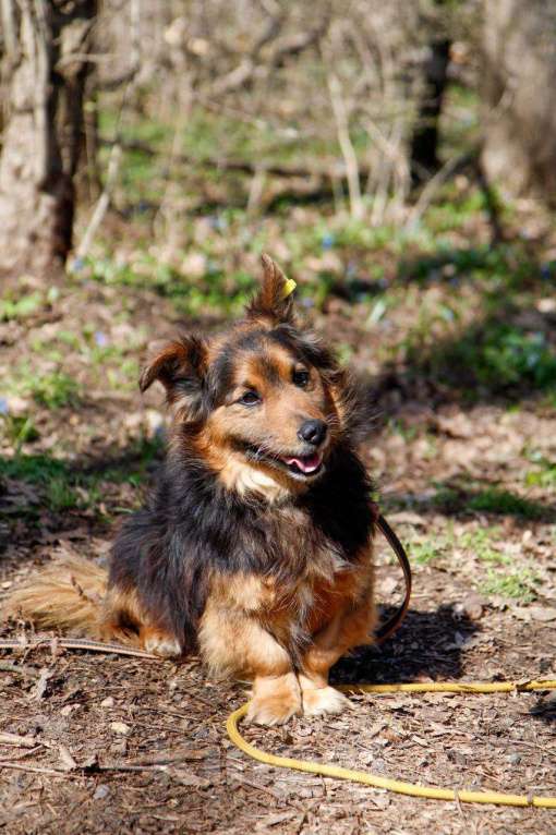 Собаки в других городах Московской области: Я Крош! ))) Мальчик, Бесплатно - фото 2