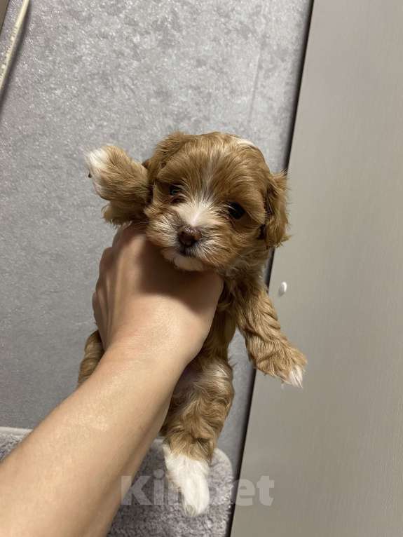 Собаки в Воронеже: Мальтипу щенки Мальчик, Бесплатно - фото 6