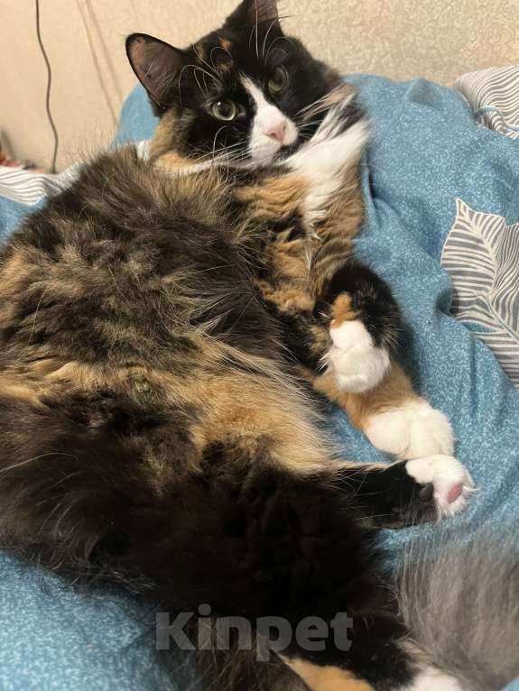 Кошки в Кингисеппе: Отдам кошку в добрые руки. Кошке 3 года, добрая, красивая. К лотку приучена. В еде не прихотлива.  Девочка, Бесплатно - фото 4