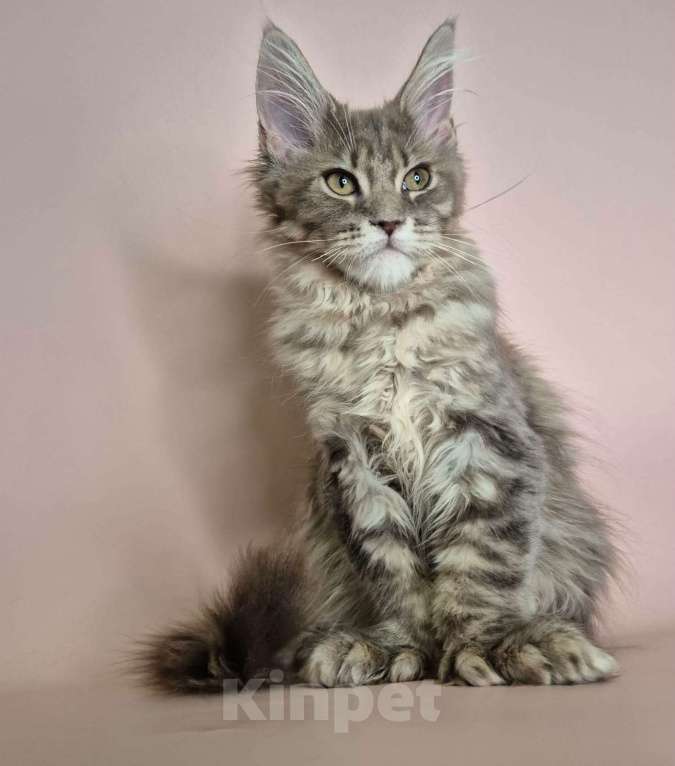 Кошки в Ставрополе: Котик красавиц.  Мальчик, 40 000 руб. - фото 6