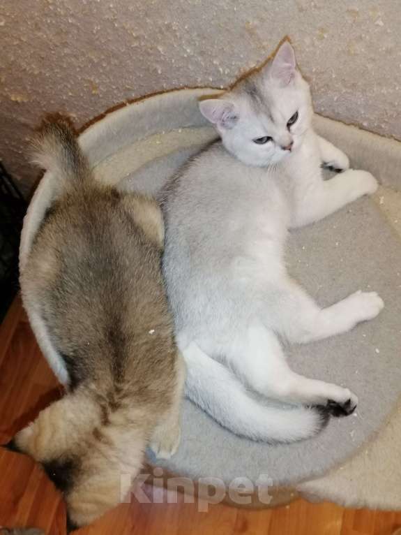 Кошки в Екатеринбурге: Шотландские котята шиншиллы  Мальчик, 27 000 руб. - фото 2