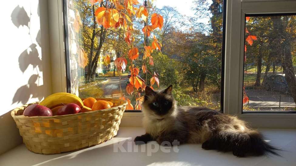 Кошки в других городах Московской области: Кошка Плюша Девочка, Бесплатно - фото 1