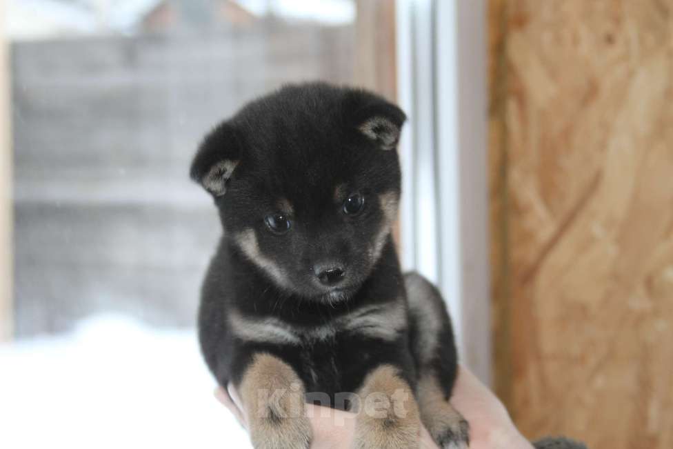 Собаки в Самаре: сиба ину Девочка, 50 000 руб. - фото 3