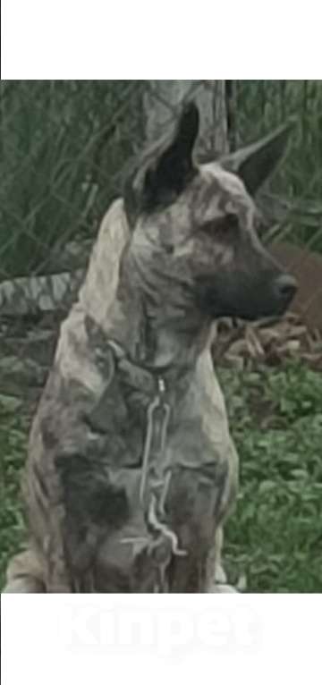 Собаки в других городах Краснодарского края: В добрые руки Девочка, 500 руб. - фото 1