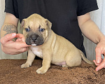 Собаки в Воронеже: Американский булли щенки Разнополые, 130 руб. - фото 4