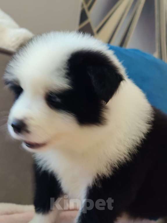 Собаки в других городах Приморского края: Малыш бордер колли Мальчик, Бесплатно - фото 6