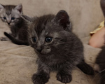 Кошки в Подольске: Котенок мальчик серый  Мальчик, Бесплатно - фото 2