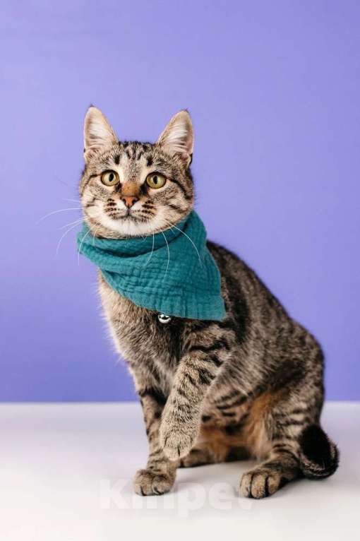 Кошки в Москве: Ручная Супер-кошь Тома Девочка, 1 руб. - фото 2