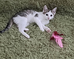 Кошки в Москве: Котенок Гриша ищет дом Мальчик, Бесплатно - фото 2