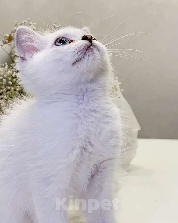 Кошки в Москве: Котик британская шиншилла (Ns1133) Мальчик, 25 000 руб. - фото 2