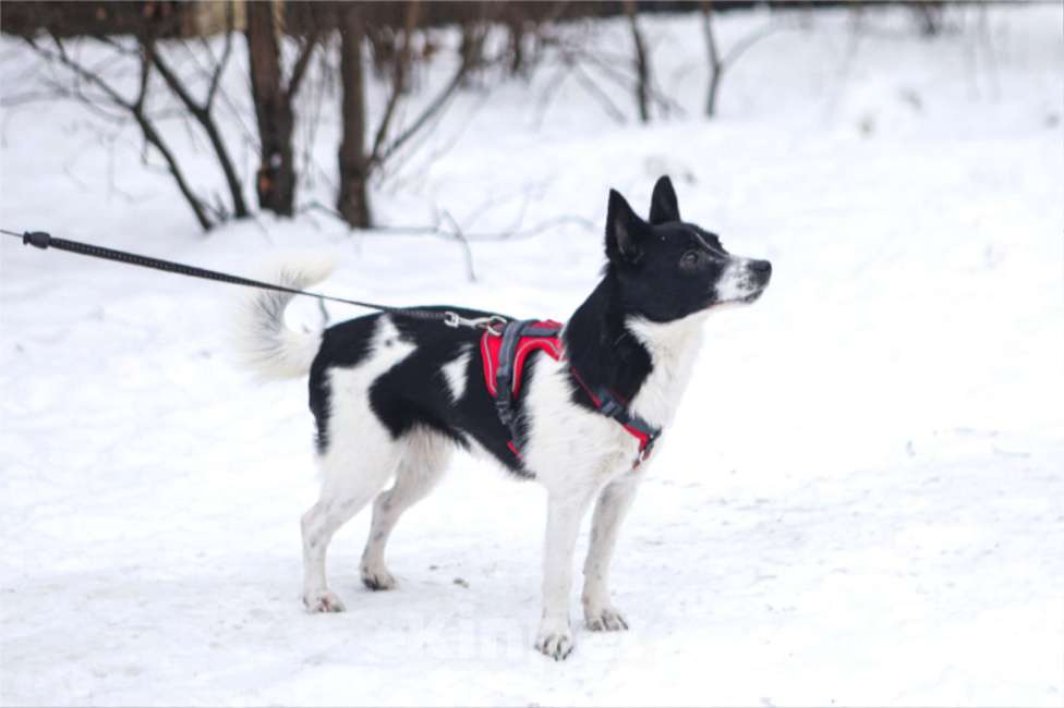 Собаки в Санкт-Петербурге: Миниатюрная Вива в добрые руки Девочка, Бесплатно - фото 6