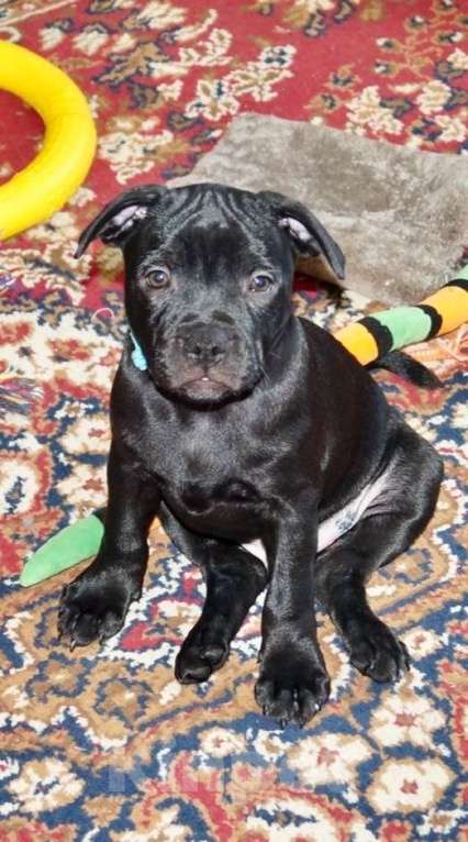 Собаки в Москве: Английский Стаффордширский Бультерьер Разнополые, 60 000 руб. - фото 5