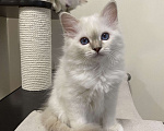 Кошки в Москве: Абиба бирманский котенок девочка Девочка, Бесплатно - фото 1