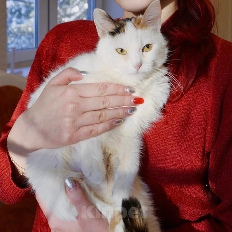 Кошки в Москве: Трехцветная Горошинка грустит без дома Девочка, Бесплатно - фото 2