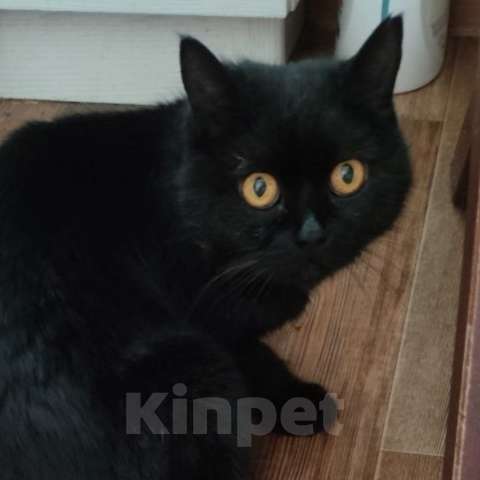 Кошки в Новочеркасске: Взрослая кошечка ищет дом Девочка, Бесплатно - фото 1