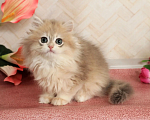 Кошки в Донецке: Британский длинношерстный котенок BLH ay 12 Девочка, 50 000 руб. - фото 1