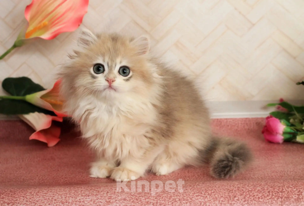 Кошки в Донецке: Британский длинношерстный котенок BLH ay 12 Девочка, 50 000 руб. - фото 1