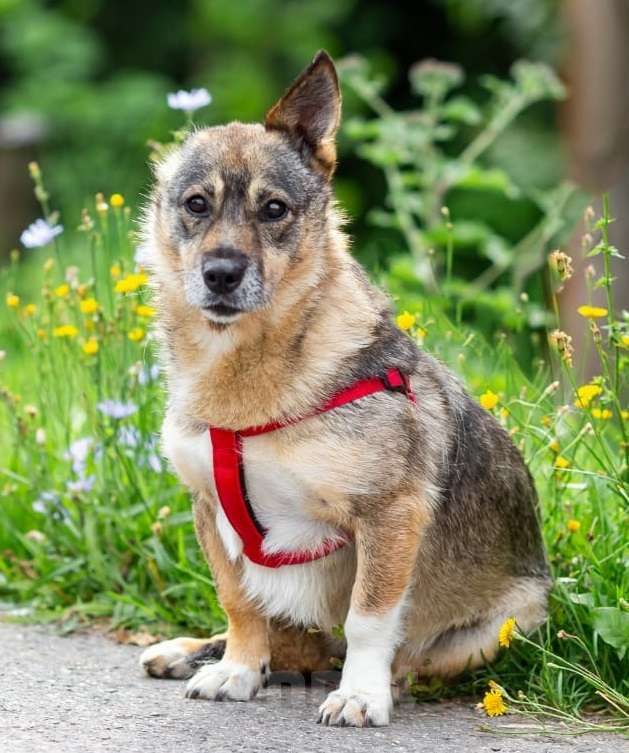 Собаки в Москве: Маленькая собачка в дар Девочка, Бесплатно - фото 1