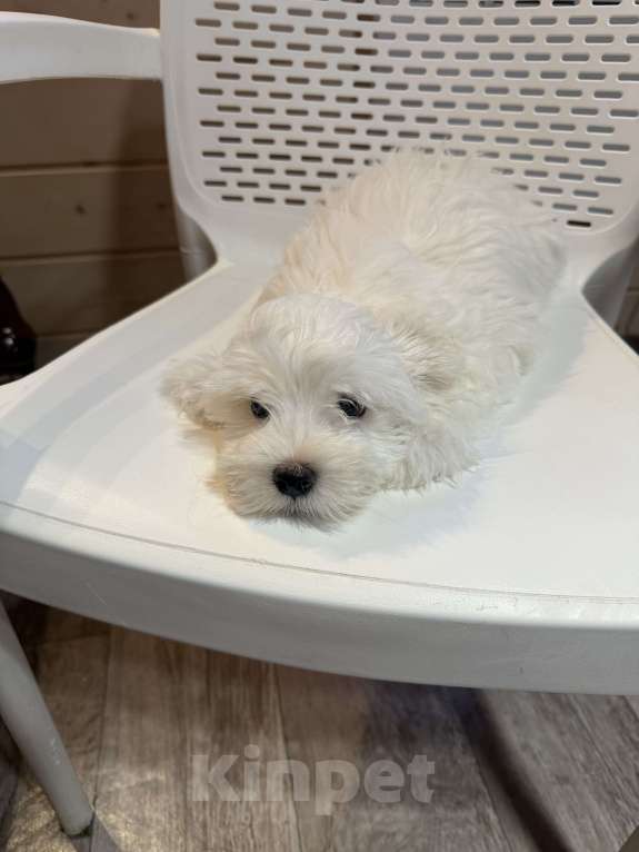 Собаки в других городах Московской области: Мальчишка шалунишка Мальчик, 40 000 руб. - фото 2